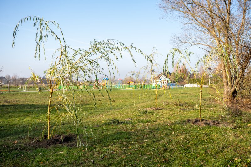 Dwieście nowych drzew w miejskiej przestrzeni